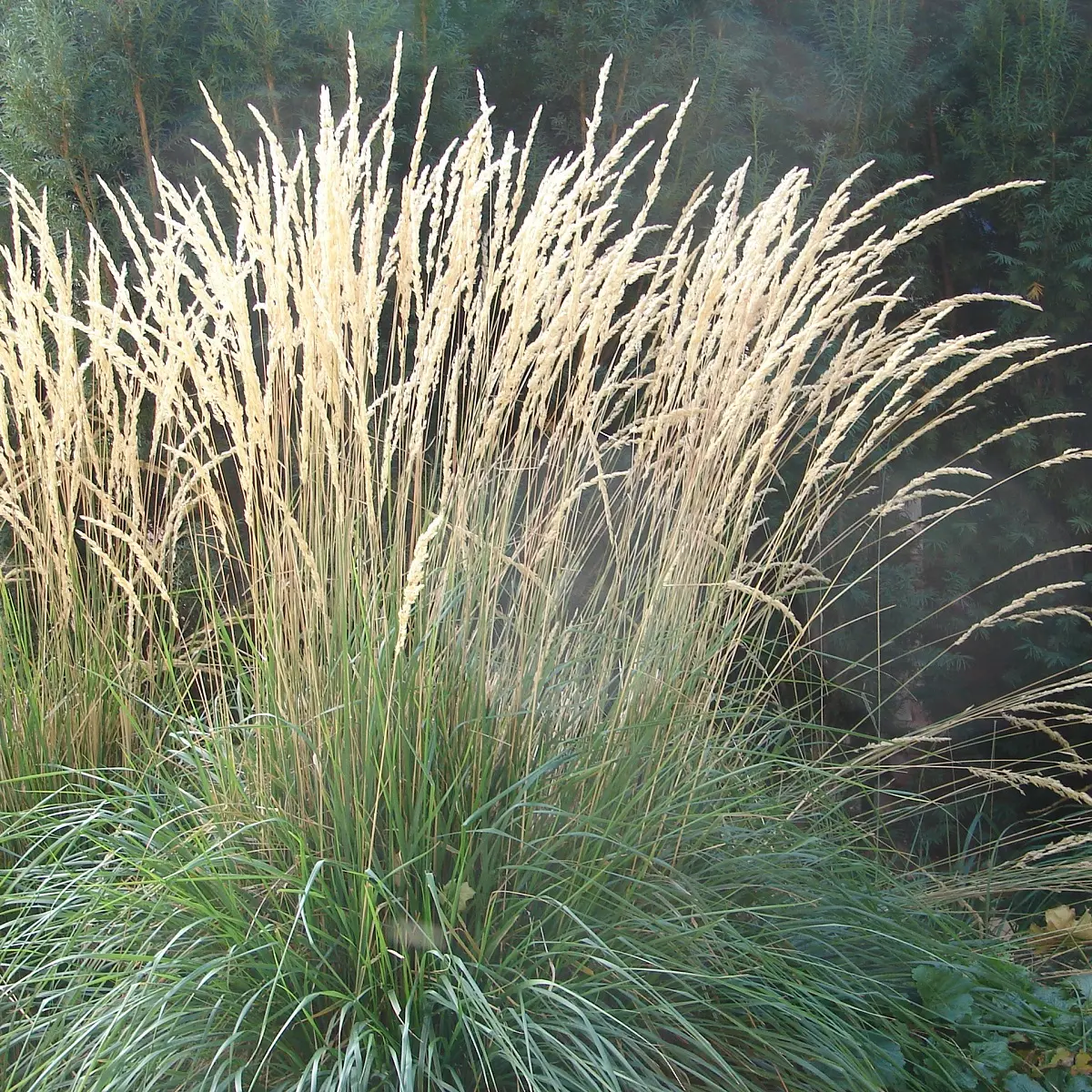 Hagerørkvein 'Karl Foerster'