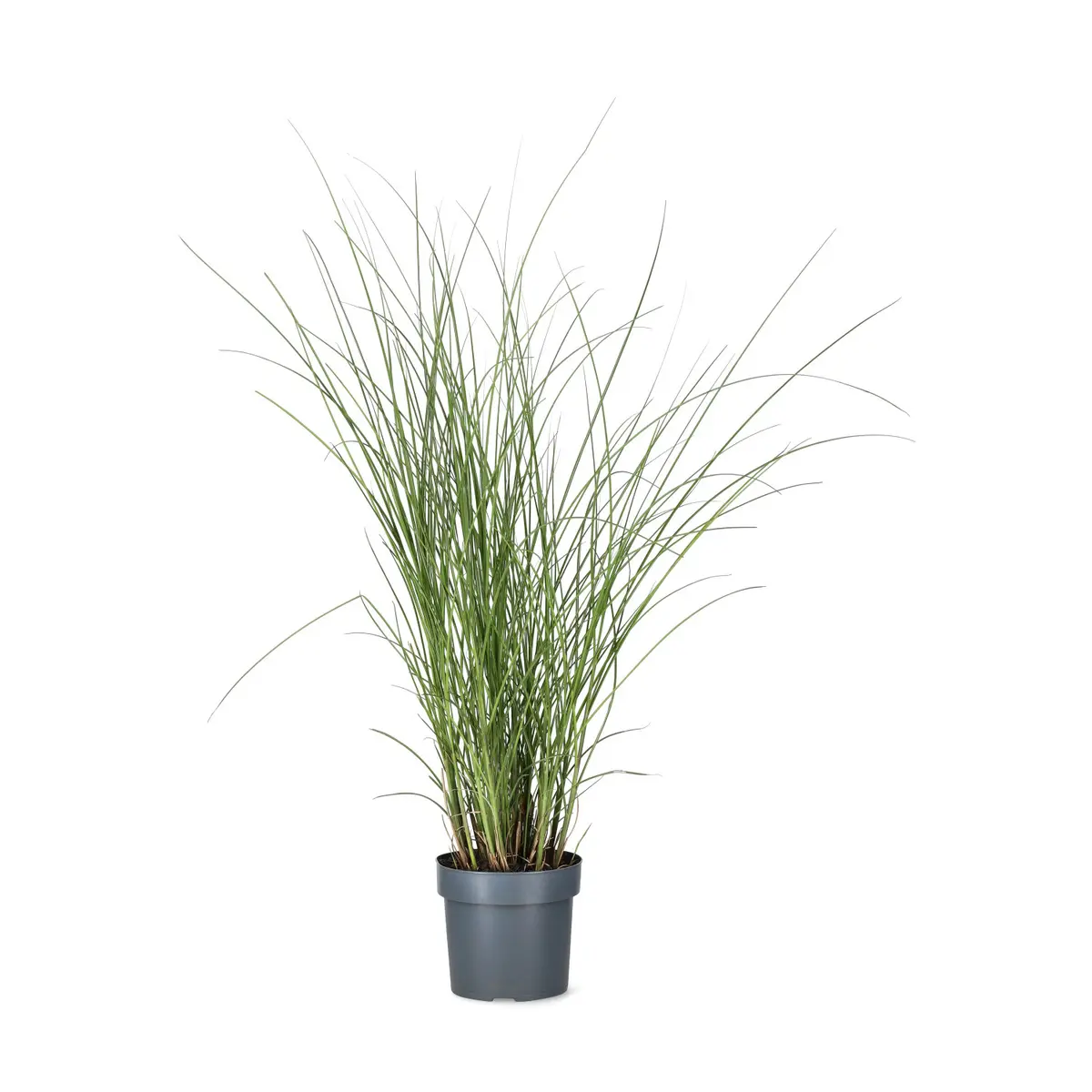 Silkekinagress 'Gracillimus'