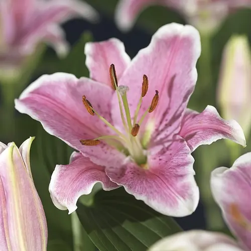 Lillium orientale