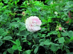 Buskrose 'Maiden's Blush'