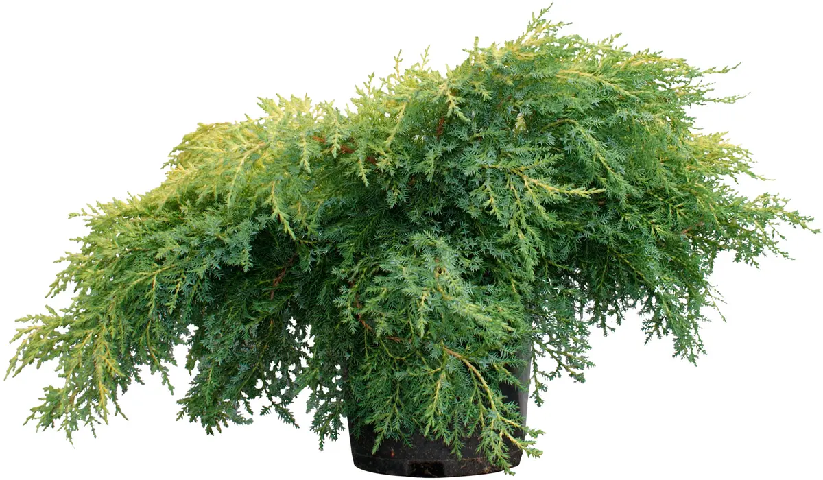 Mellomeiner 'Gold Star'