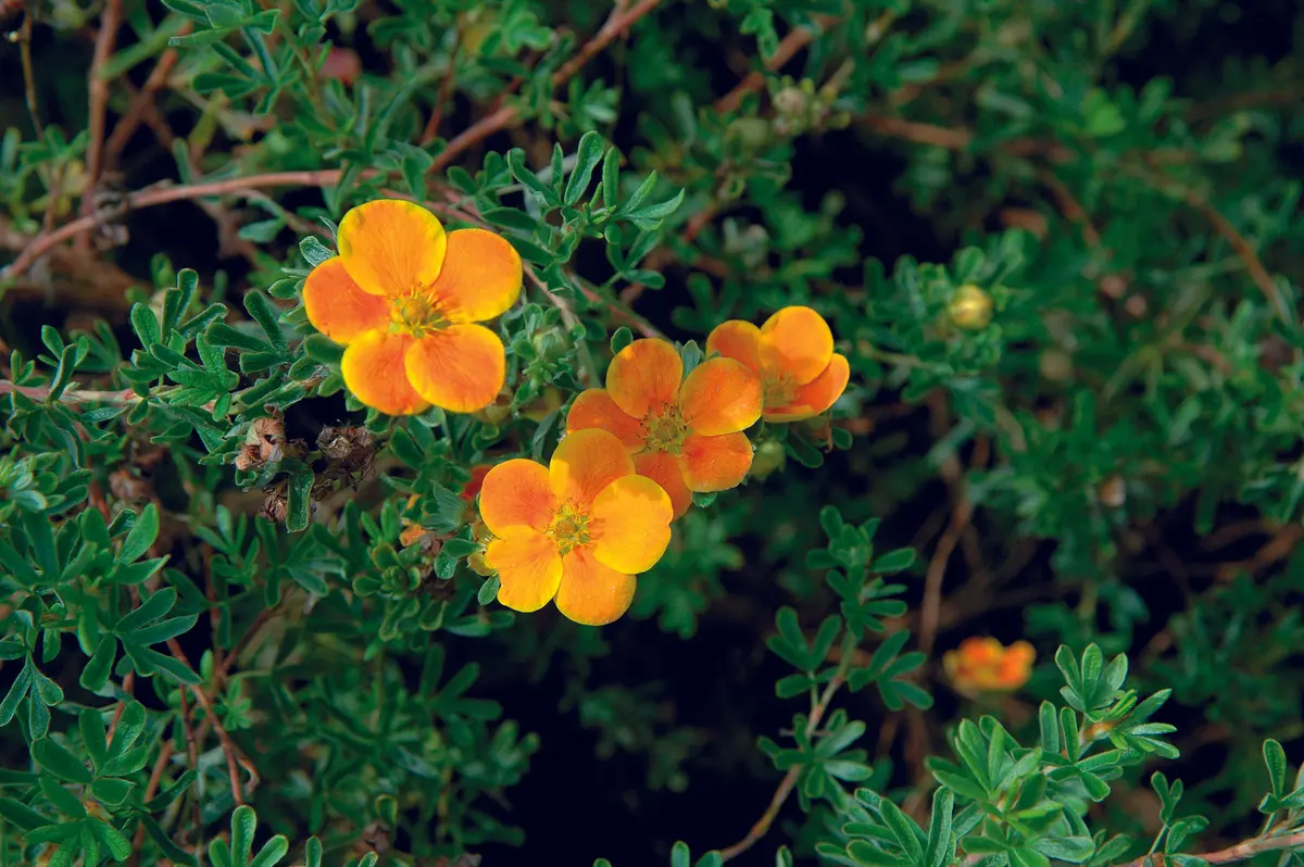 Buskmure 'Red Ace'