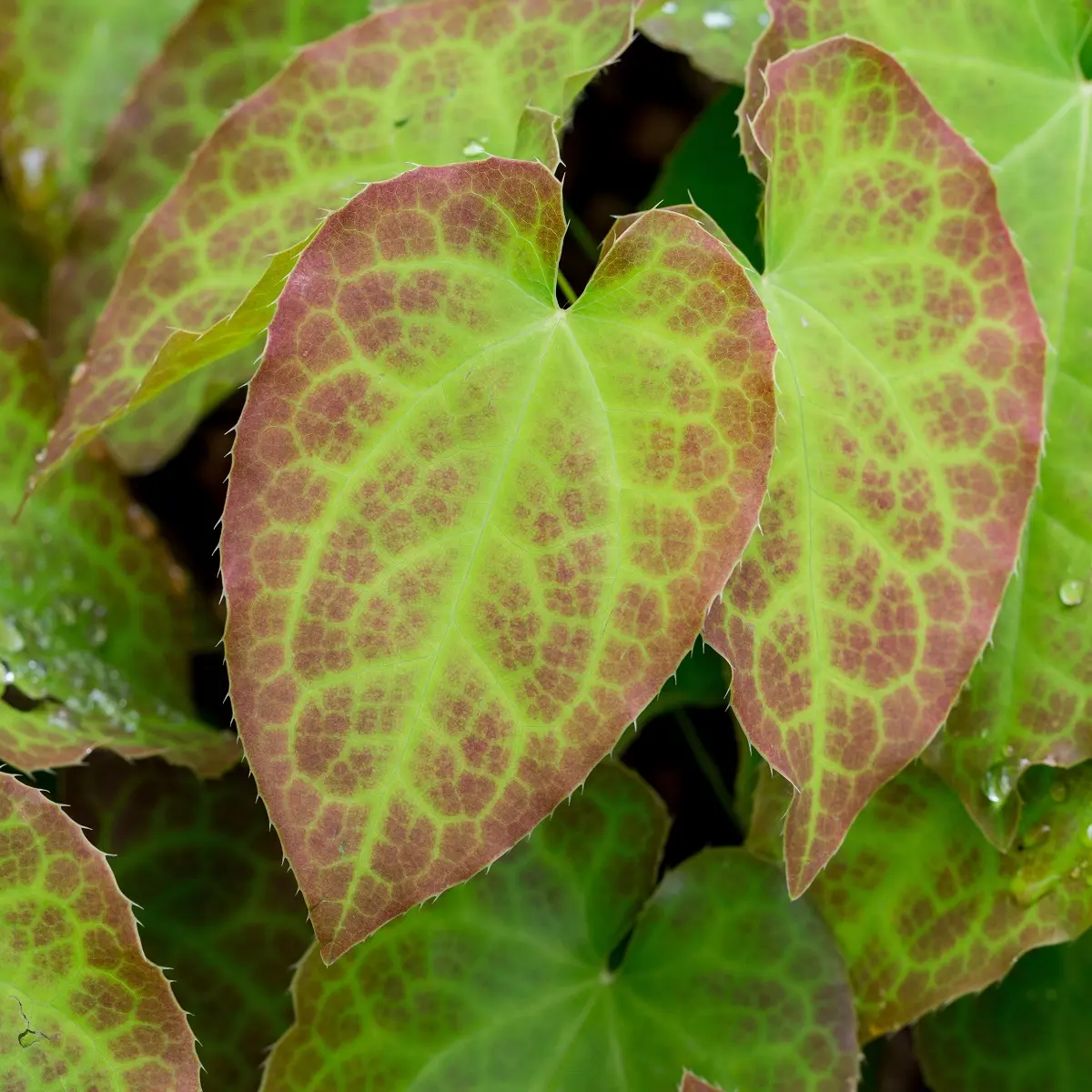 Epimedium perralchicum 'Frohnleiten'