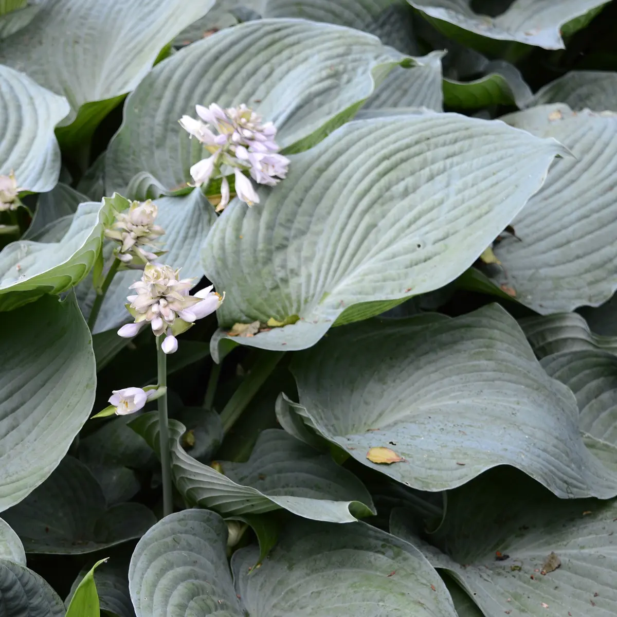 Doggbladlilje 'Elegans'