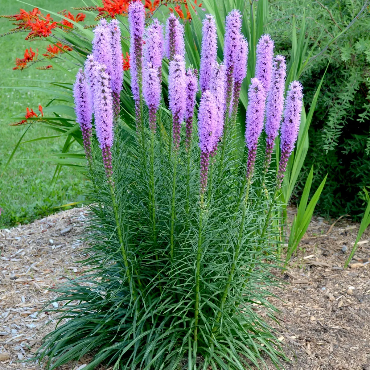 Akssyleblomst