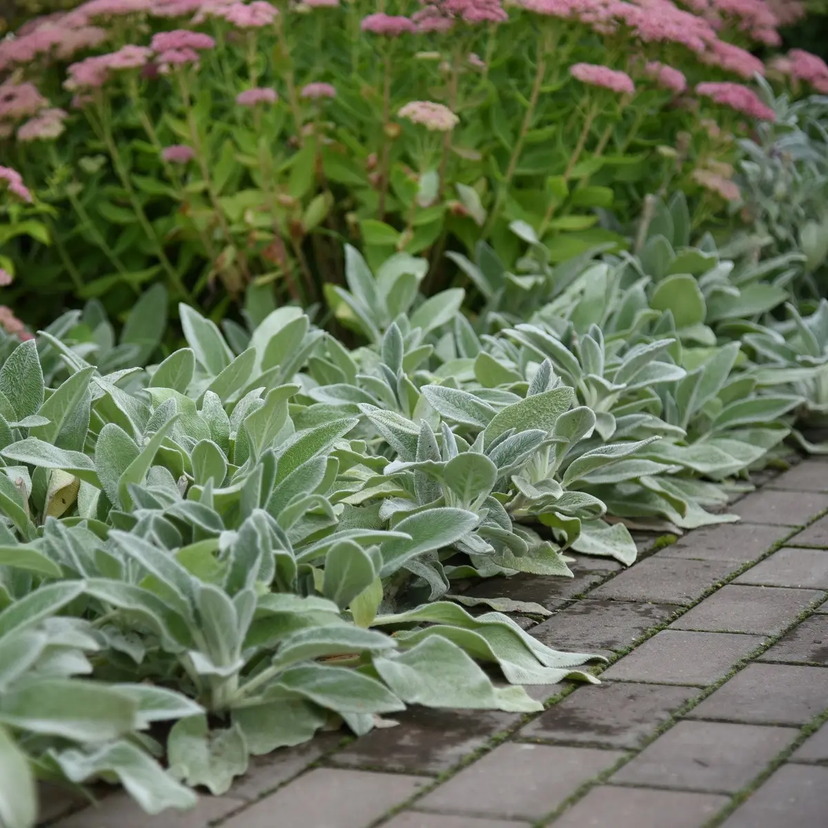 Lammeøre 'Silver Carpet'
