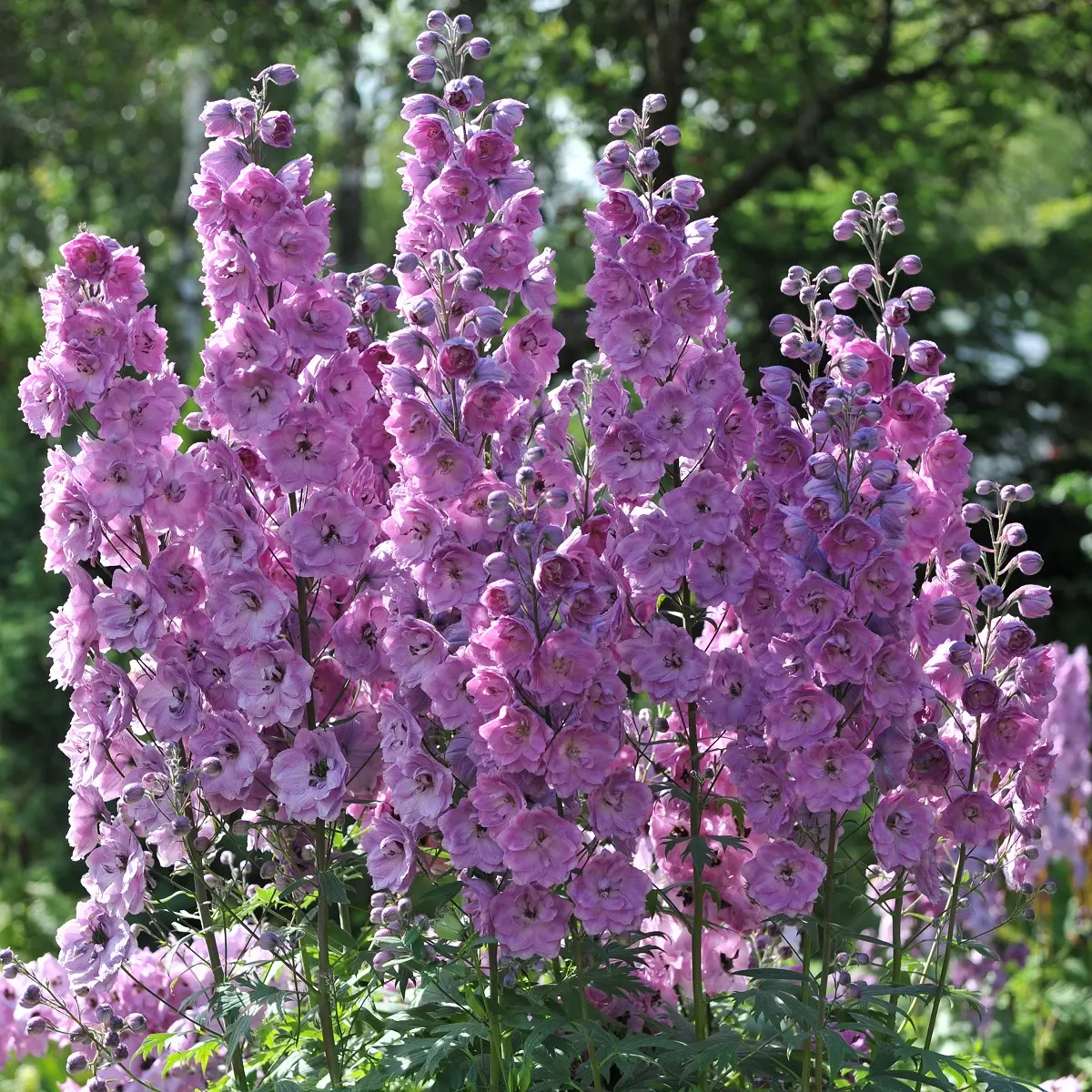 Ridderspore 'Astolat'