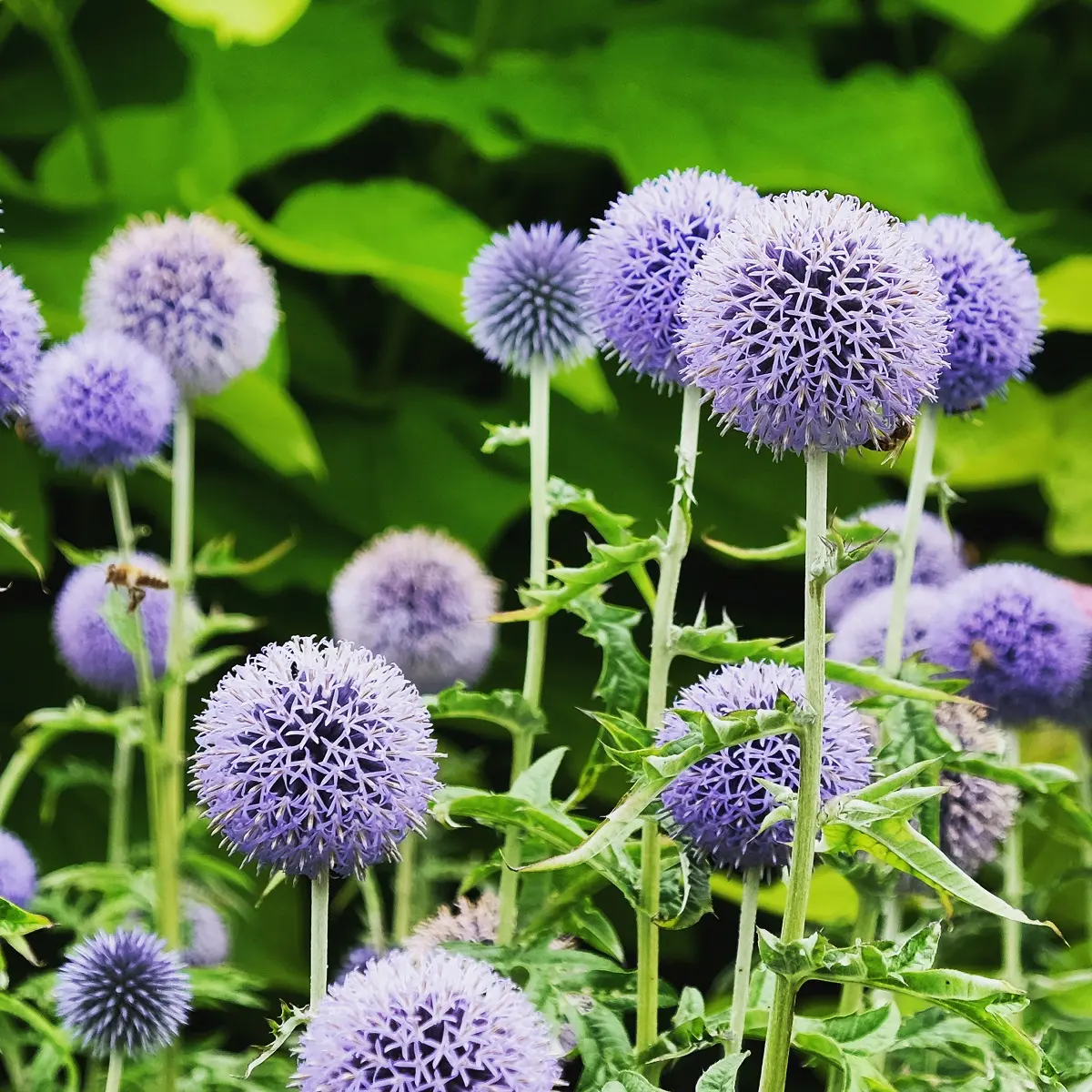 Kuletistel 'Taplow Blue'