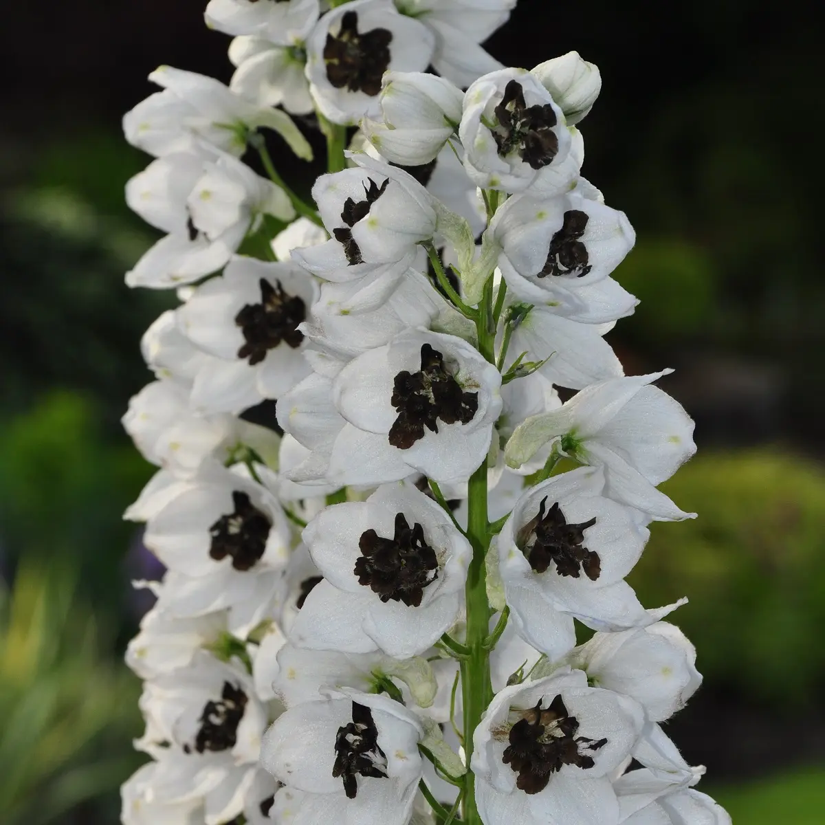 Ridderspore 'Galahad'