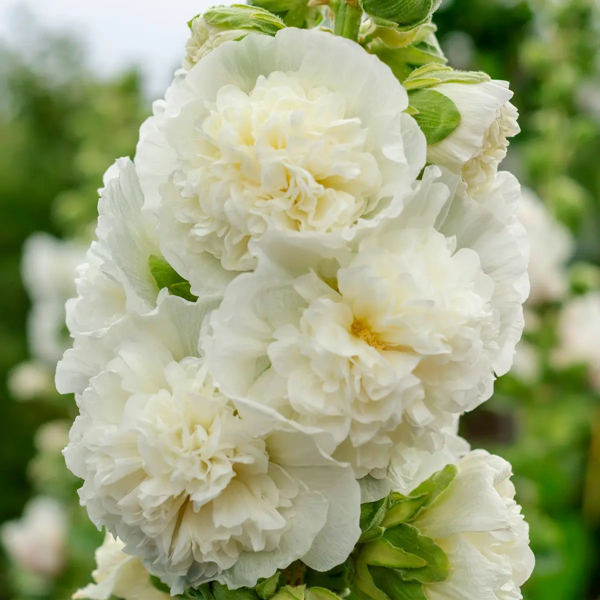 Stokkrose 'Pleniflora' White