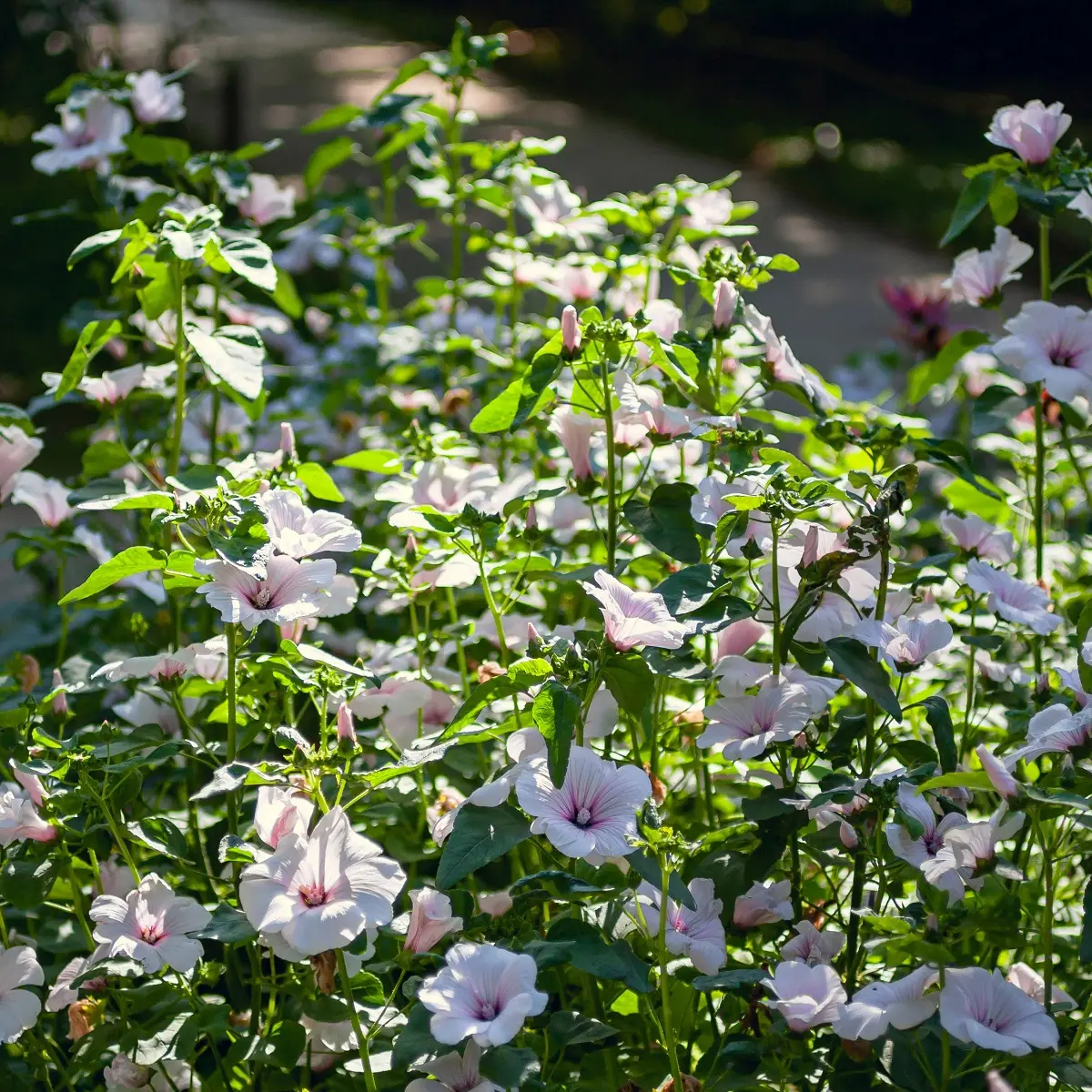 Poppelrose 'Barnsley Baby'