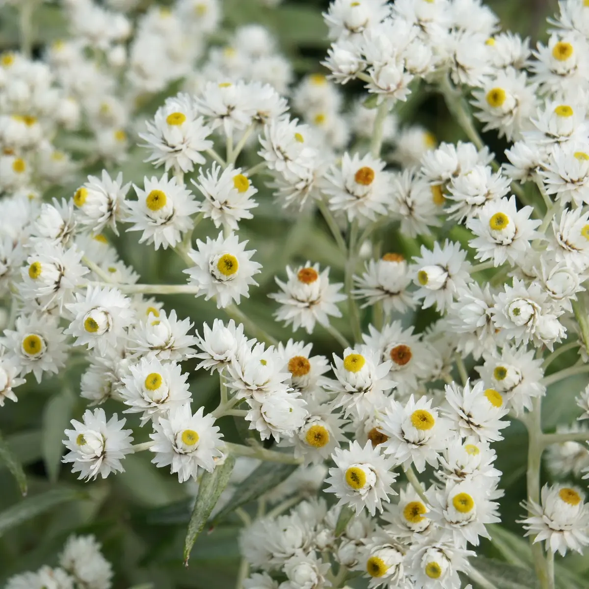 Sølvevigblomst