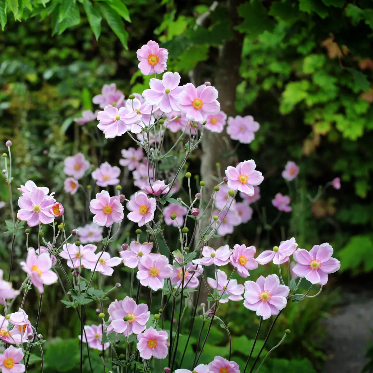 Høstanemone 'Robustissima'