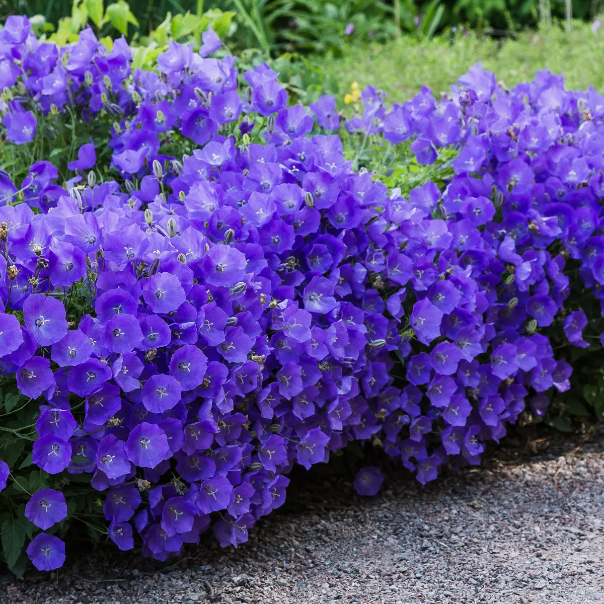 Karpatklokke 'Blaue Clips'