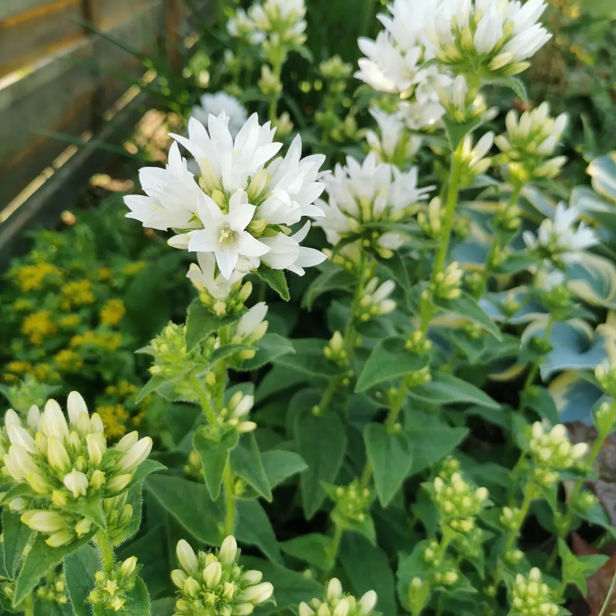 Toppklokke  'Alba'