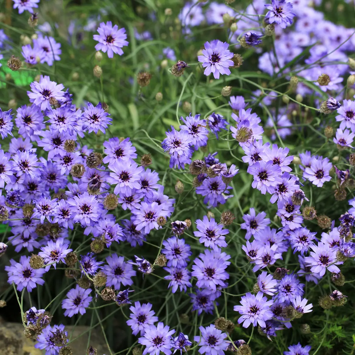 Rasleblomst