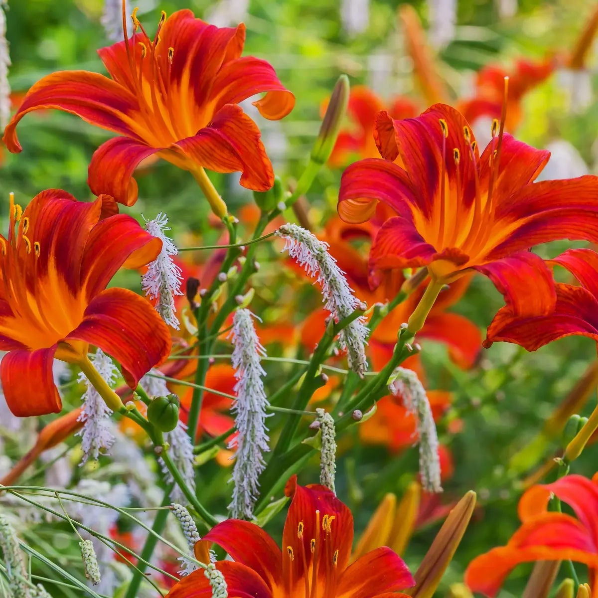 Daglilje  'Sammy Russell'