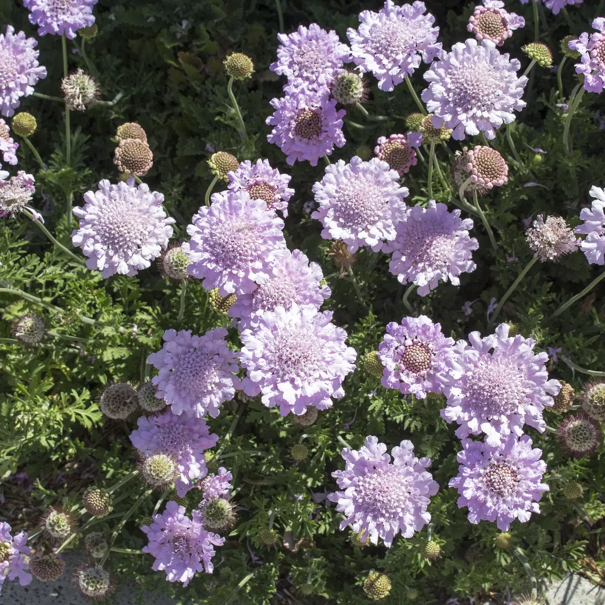 Bakkeknapp 'Butterfly Blue'