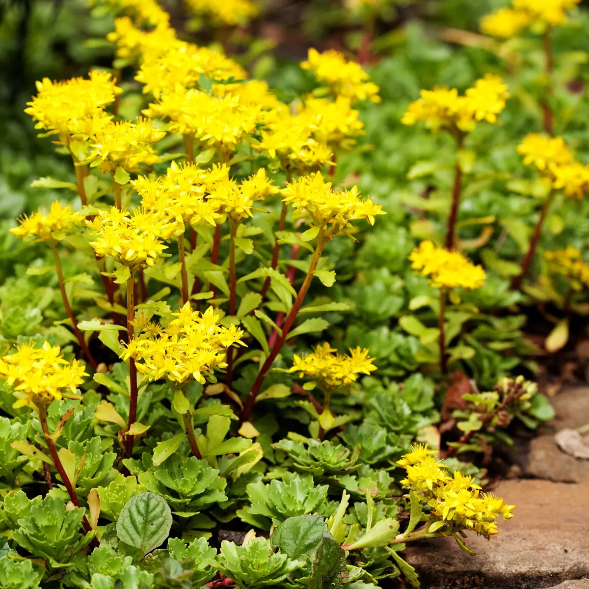 Bitterbergknapp 'Yellow Queen'