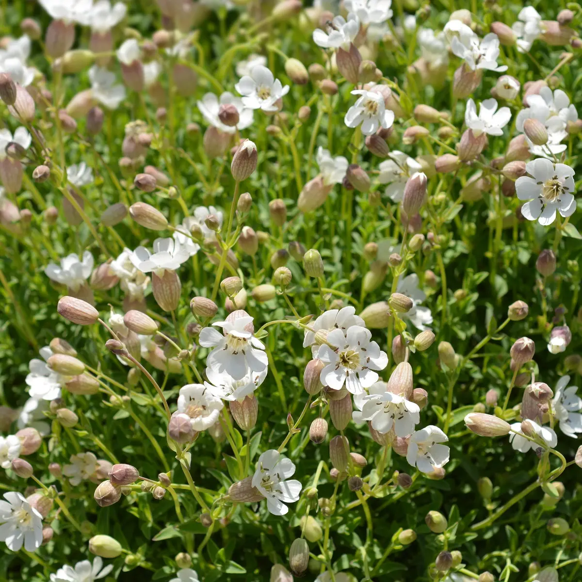 Strandsmelle  'Weisskehlchen'