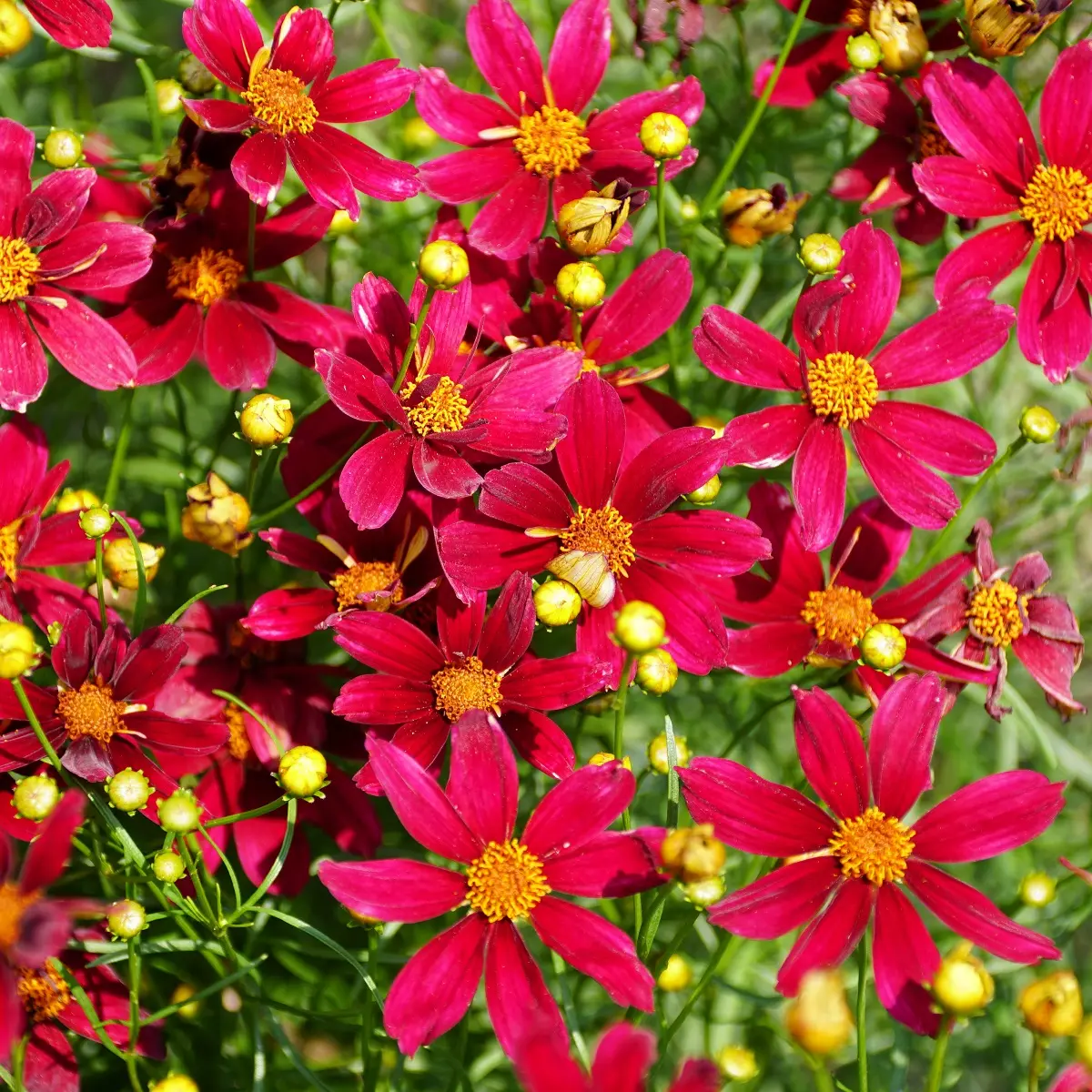Kransvakkerye  'Ruby Red'