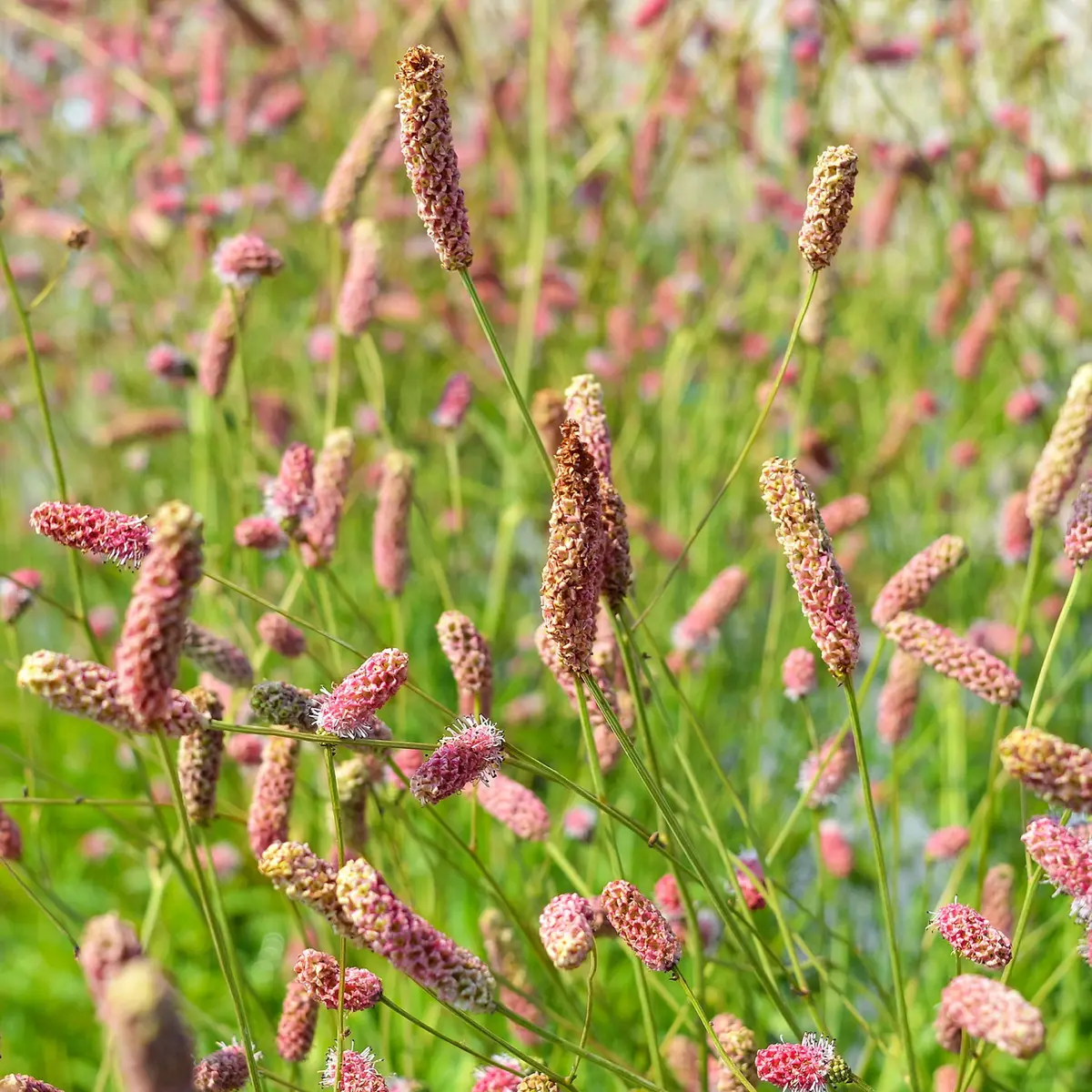 Legeblodtopp 'Pink Tanna'
