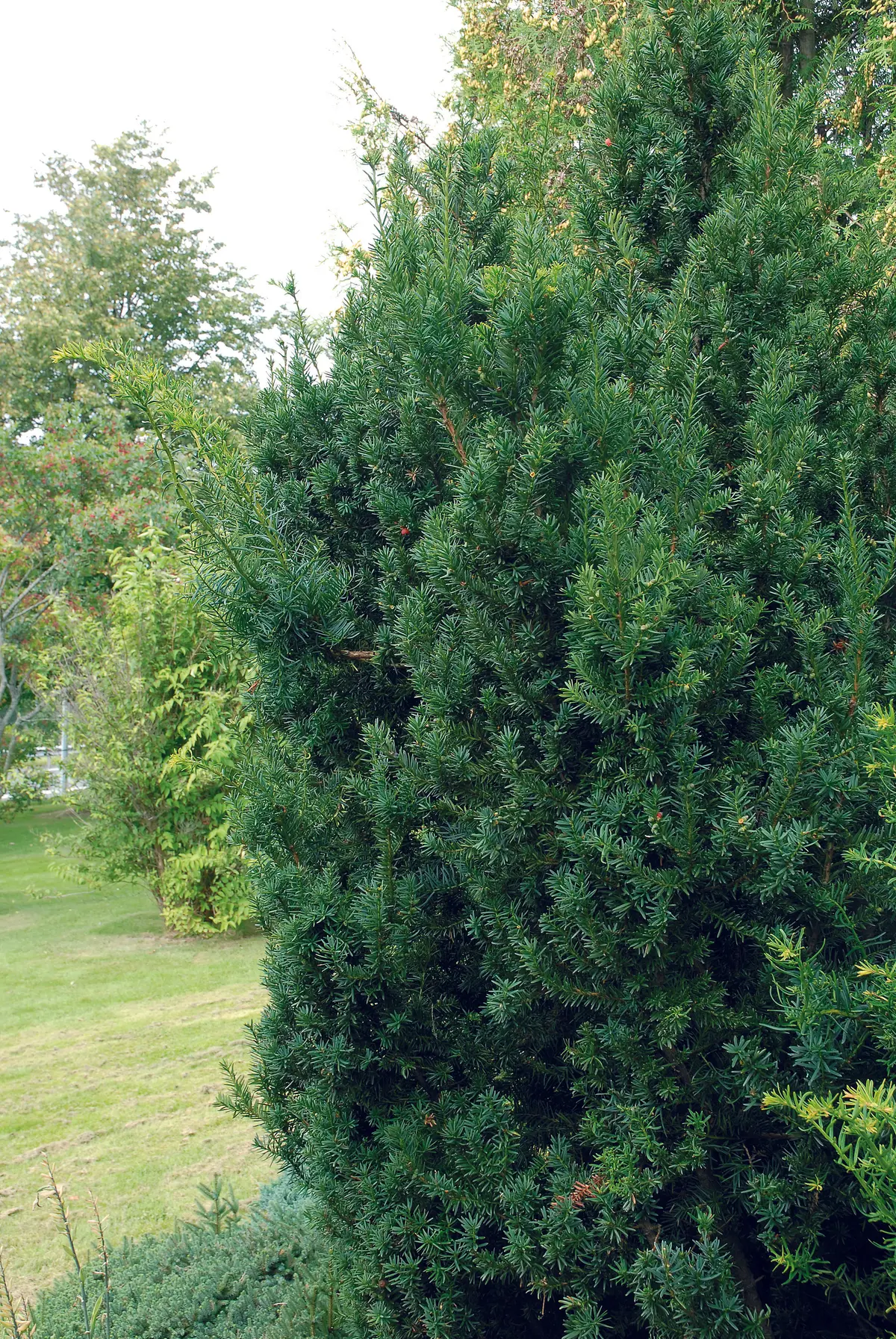 Hybridbarlind 'Hillii'