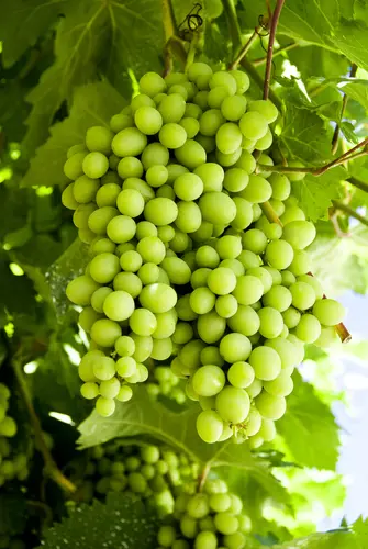 Vinranke 'Sukribe'