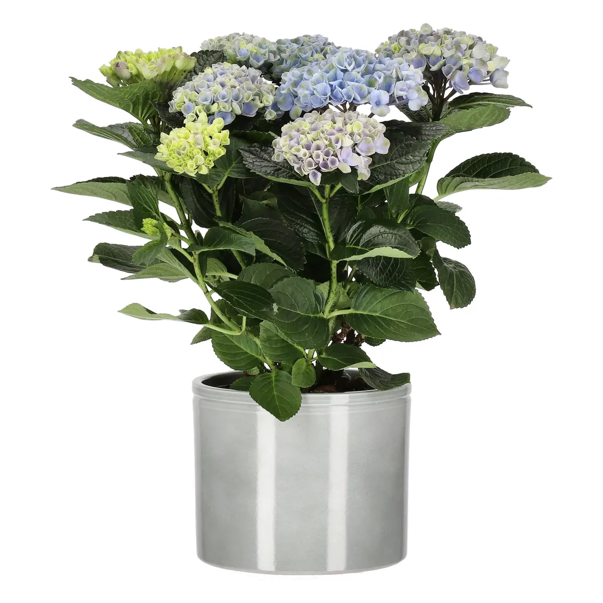 Hortensia 'Magical'