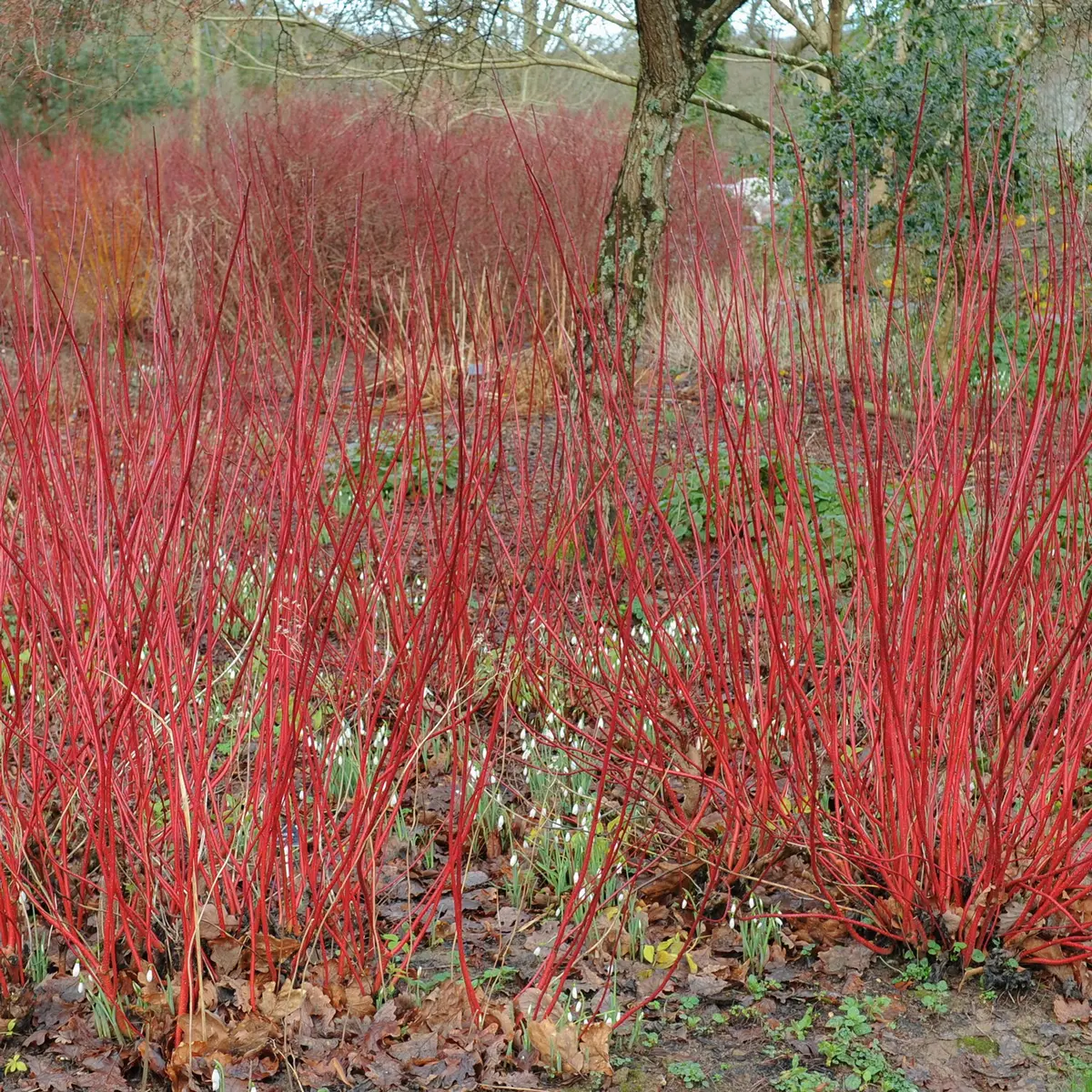 Cornus Alba 'Sibirica' i 4,5 liters potte