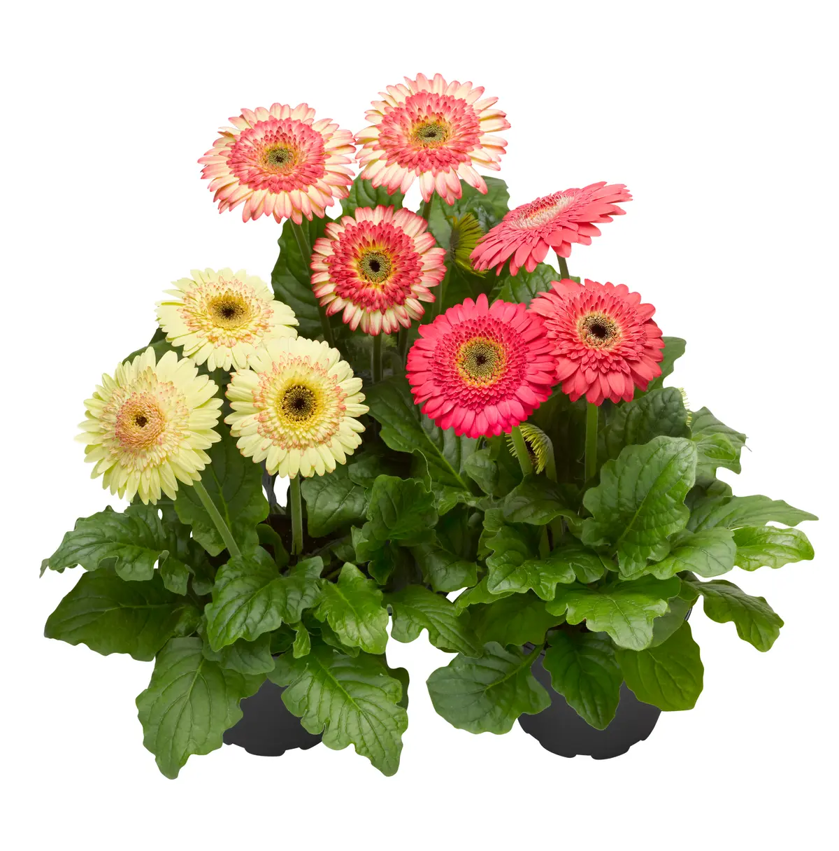 Garvinia