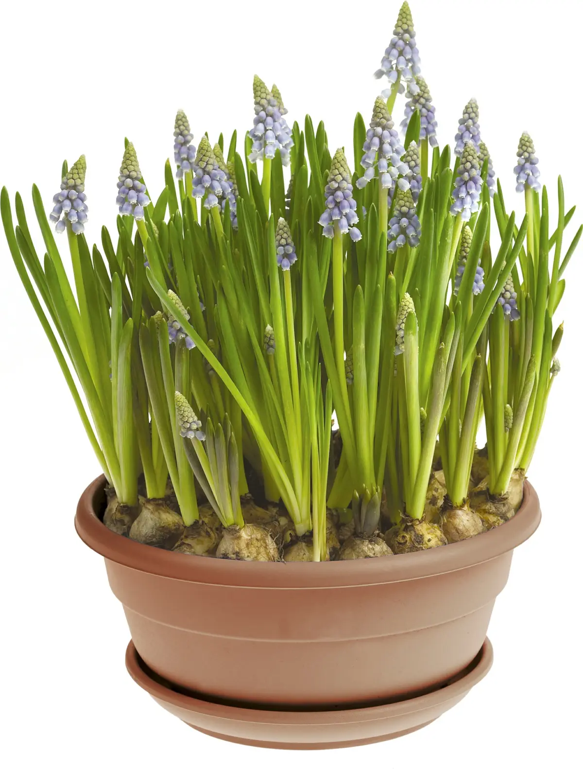 Armeniaperleblomst i skål