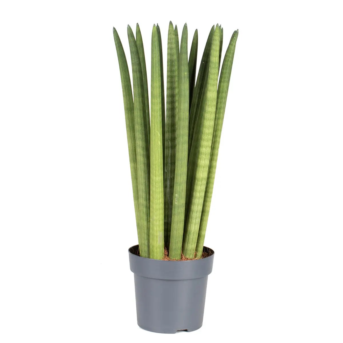 Bajonettplante
