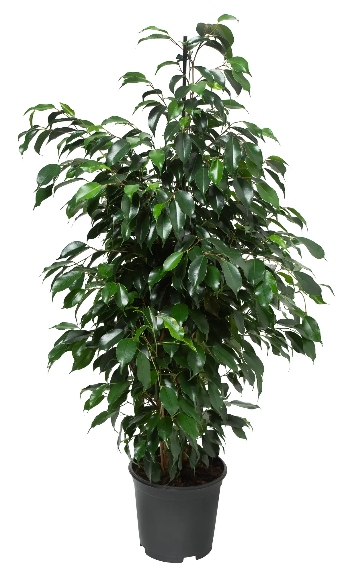 Bjørkefiken 'Danielle'
