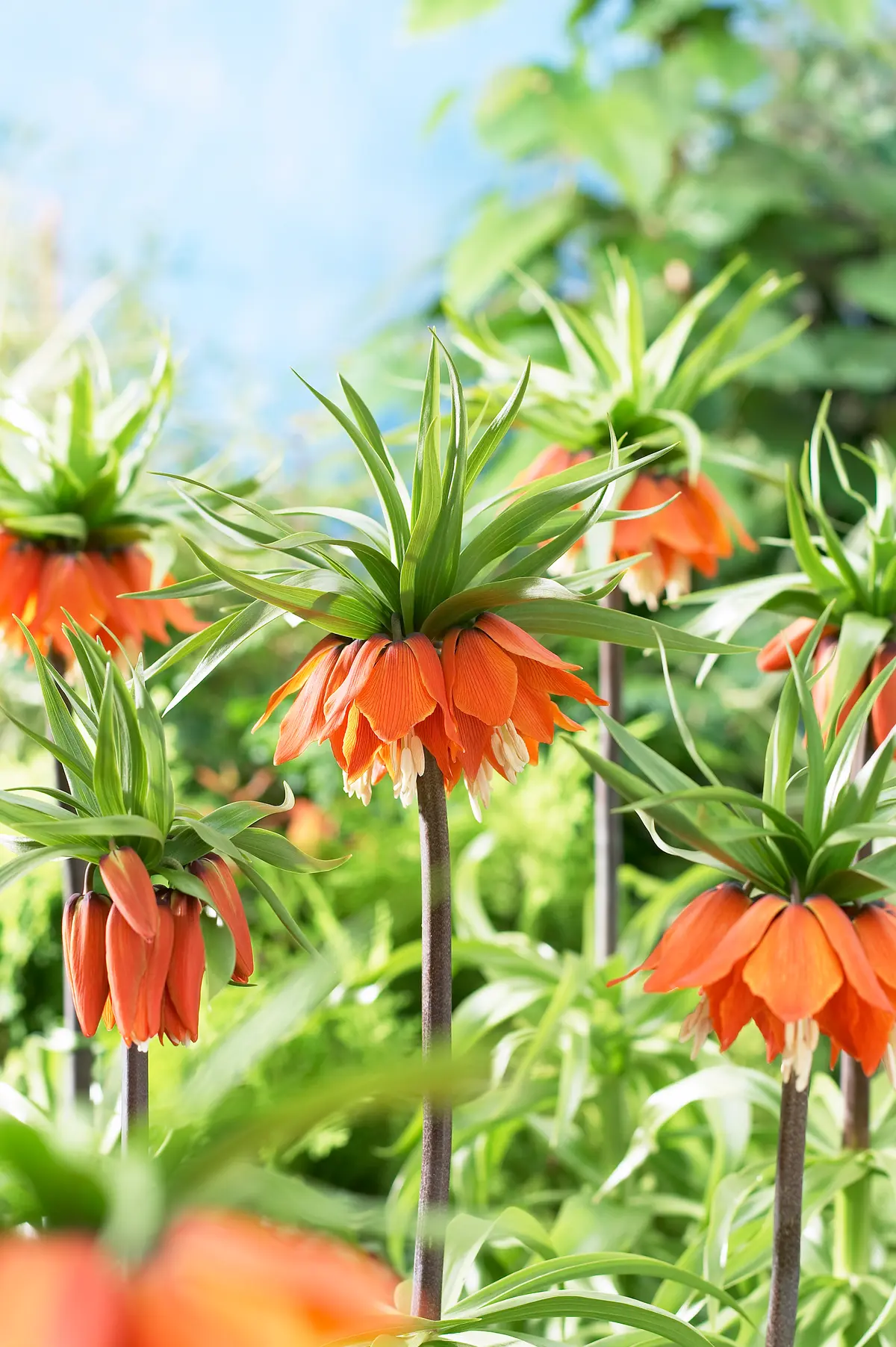 Keiserkrone 'Rubra'