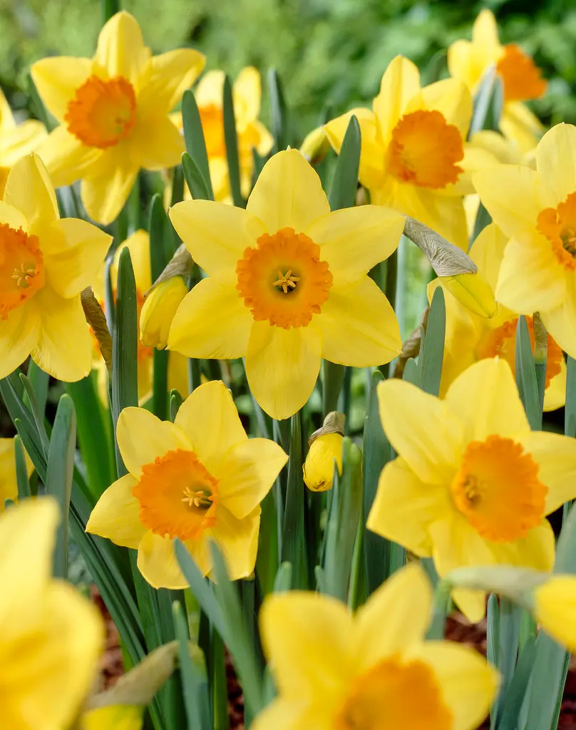 Påskelilje 'Red Devon'