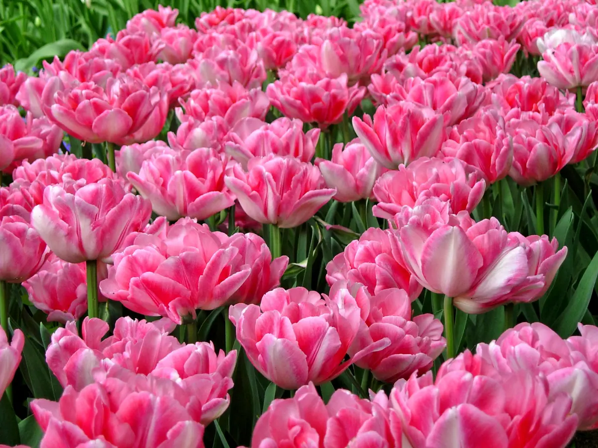 Tulipan 'Foxtrot' - 15 stk