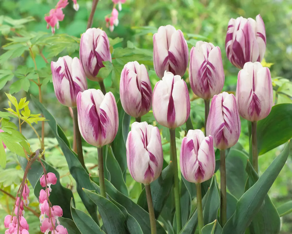 Tulipan 'Flaming Flag' - 6 stk