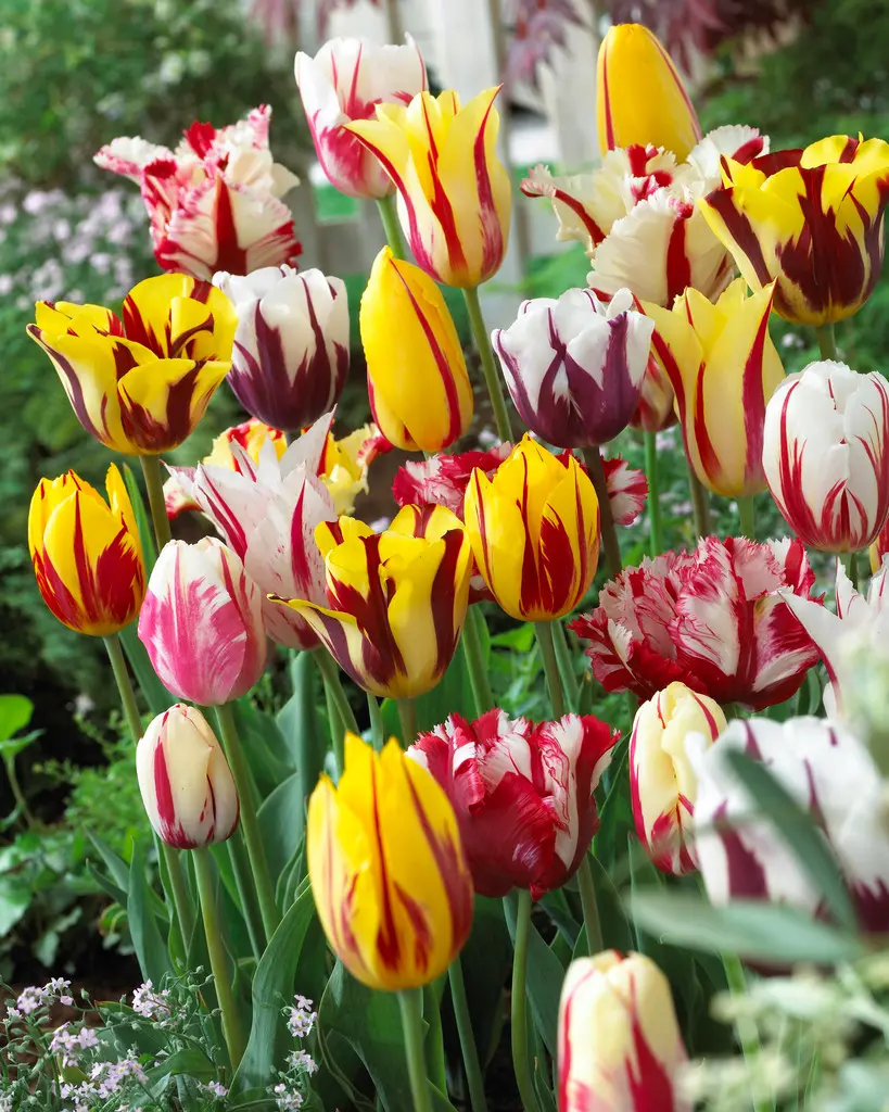 Tulipan 'Rembrandt' miks - 6 stk