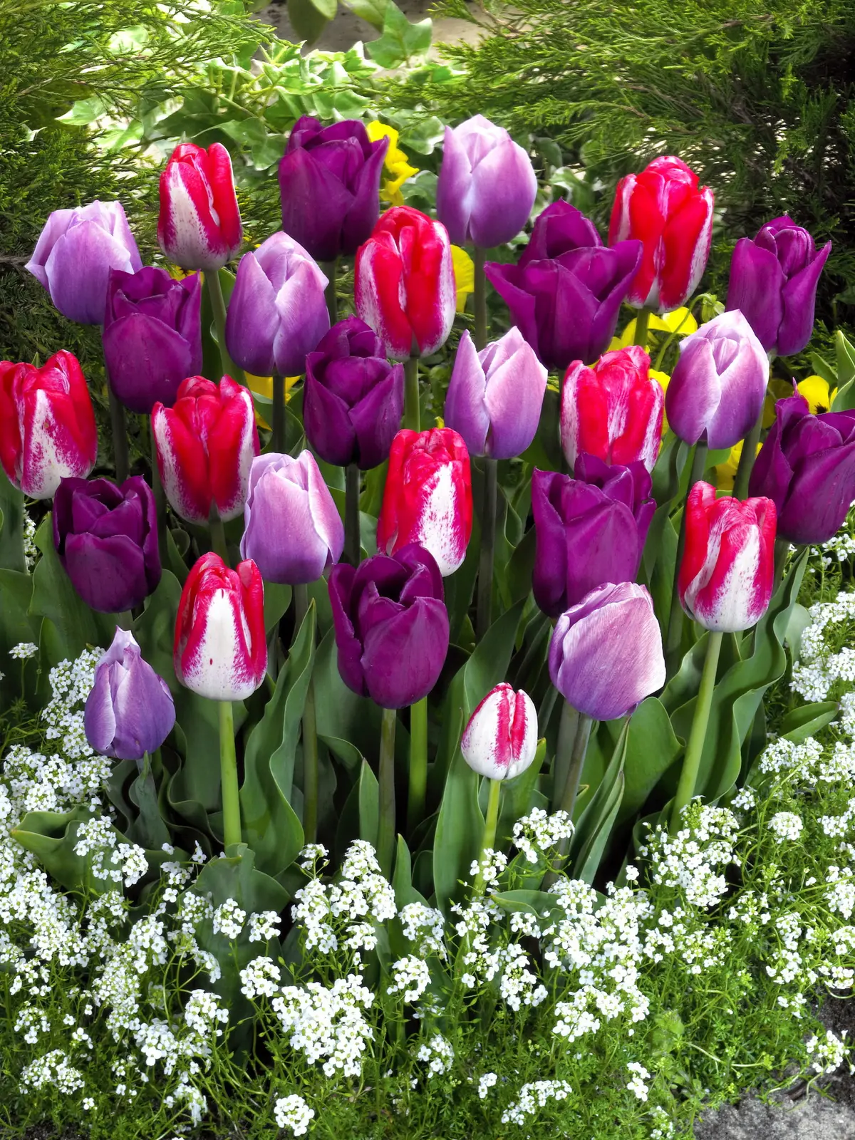 Tulipanmiks Lovers Blend