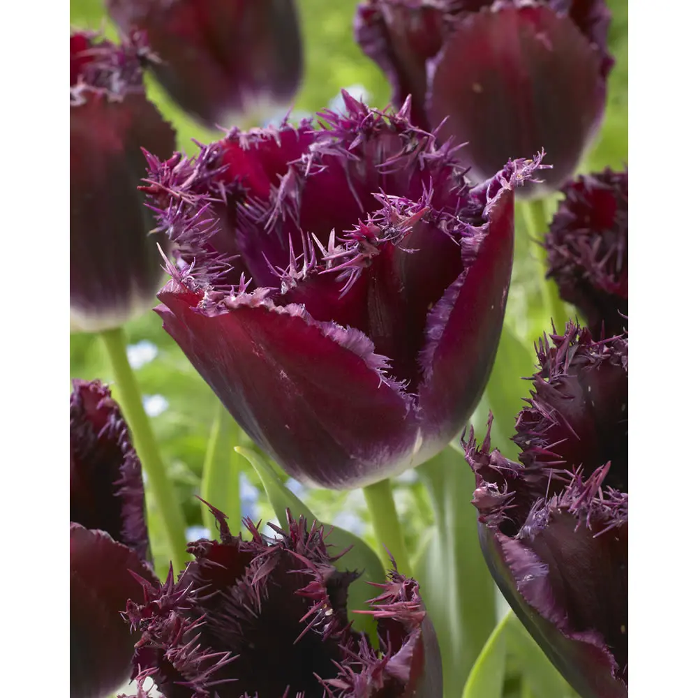 Tulipan 'Gorilla' - 6 stk