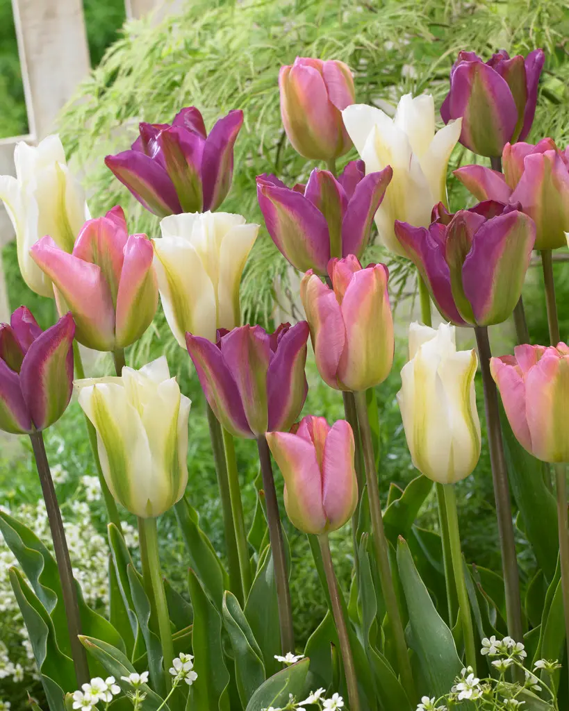Tulipanmiks Greenland Blend - 9 stk