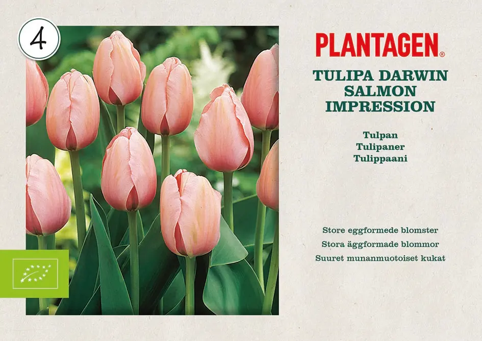 Tulipan 'Salmon Impression' ØKO