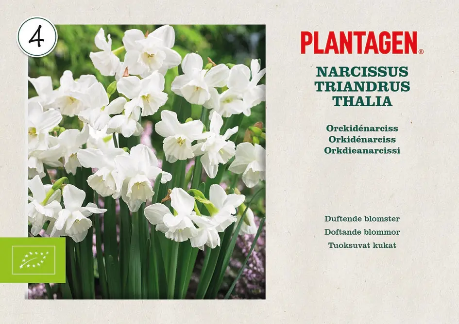 Orkidénarsiss 'Thalia' ØKO