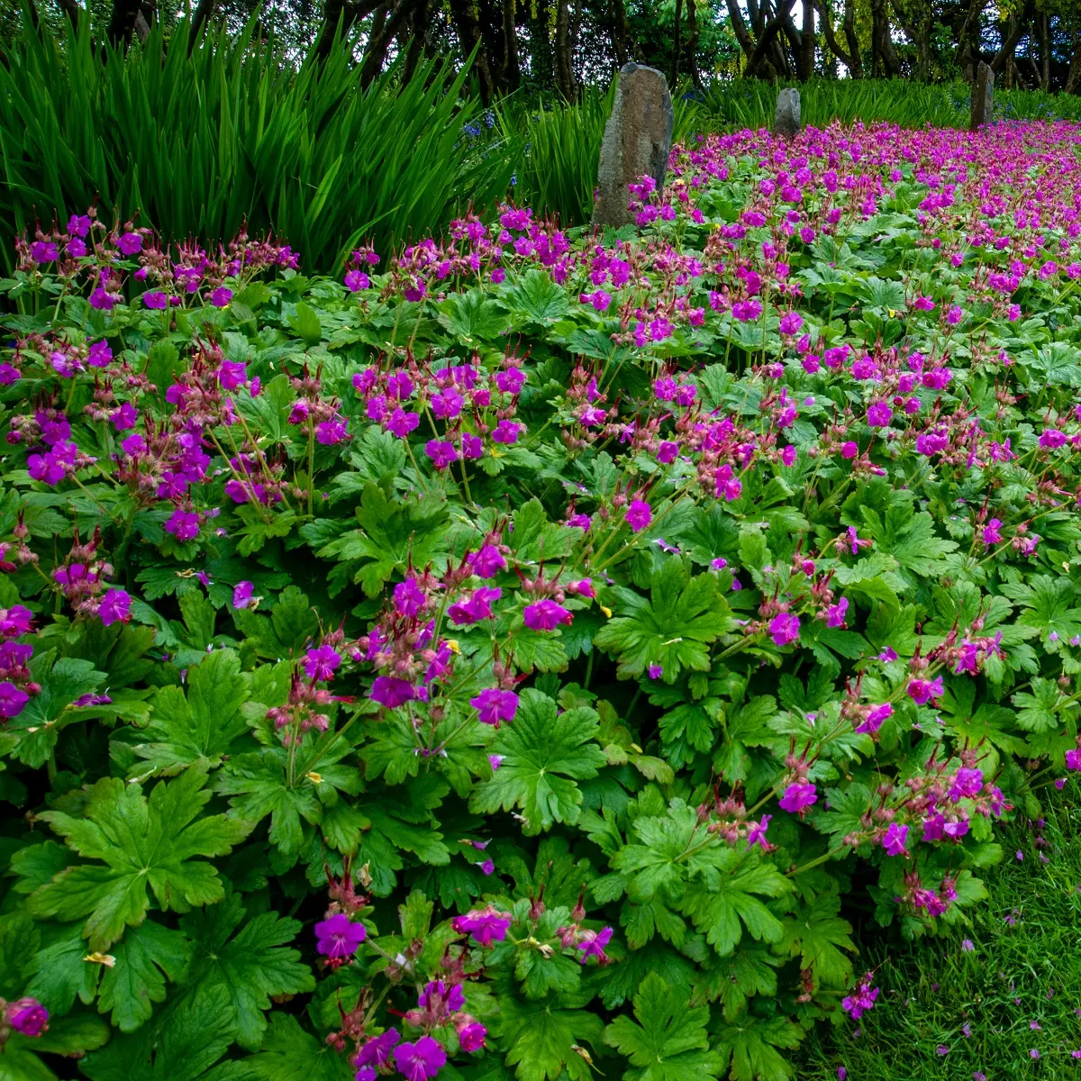 Rosestorkenebb 'Czakor'