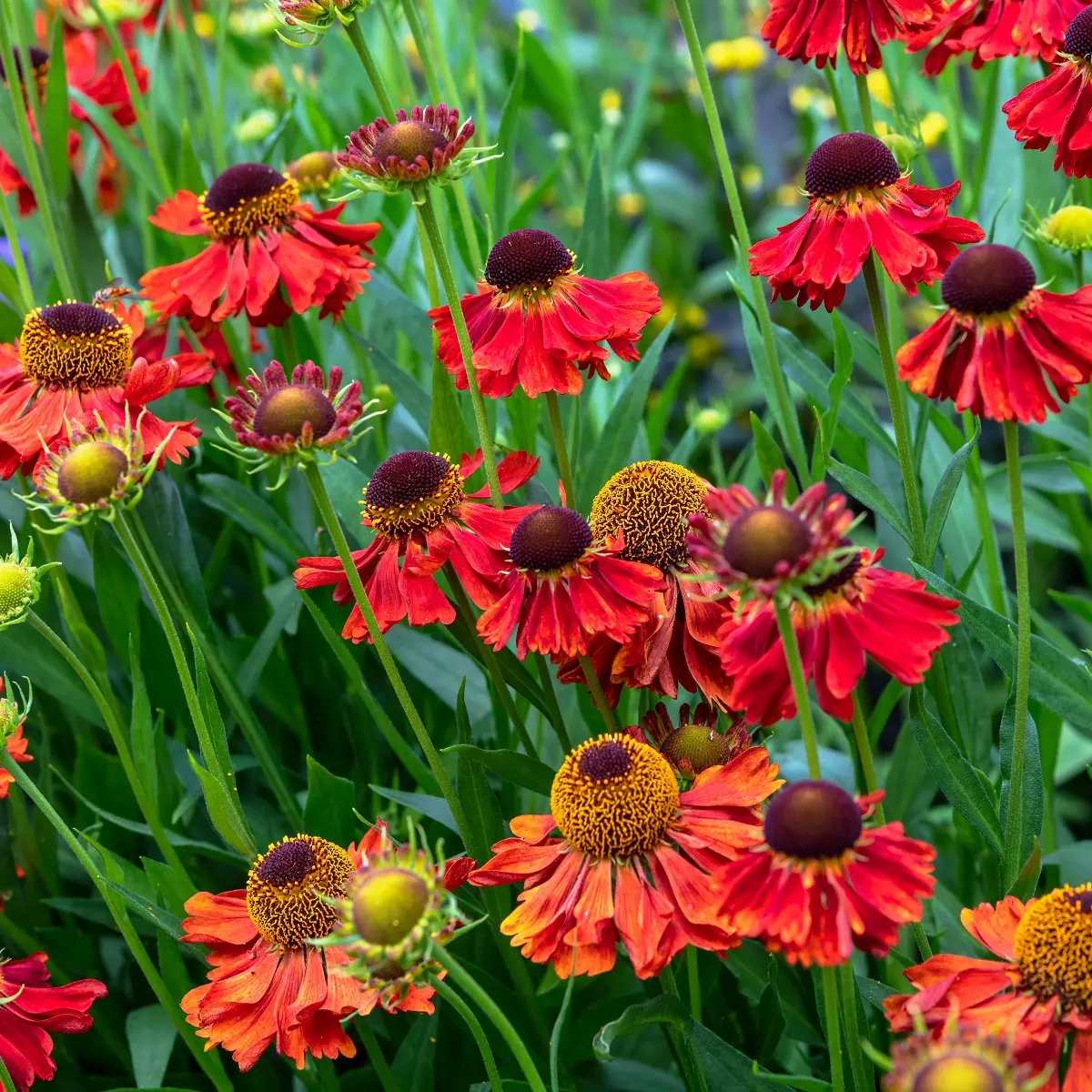 Praktsolbrud 'Moerheim Beauty'