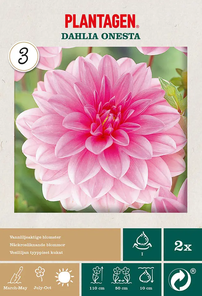 Georgine ‘Onesta’