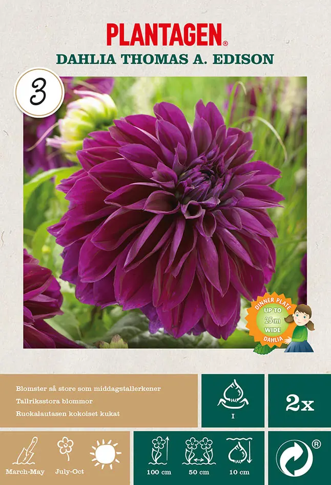 Georgine 'Thomas A. Edison'