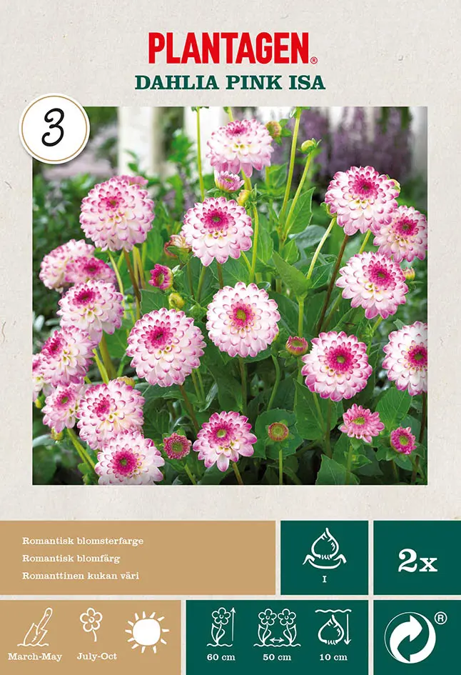 Dekorativ georgine ‘Pink Isa’