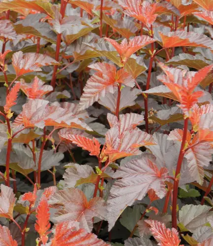 Blærespirea DIABLE D'OR